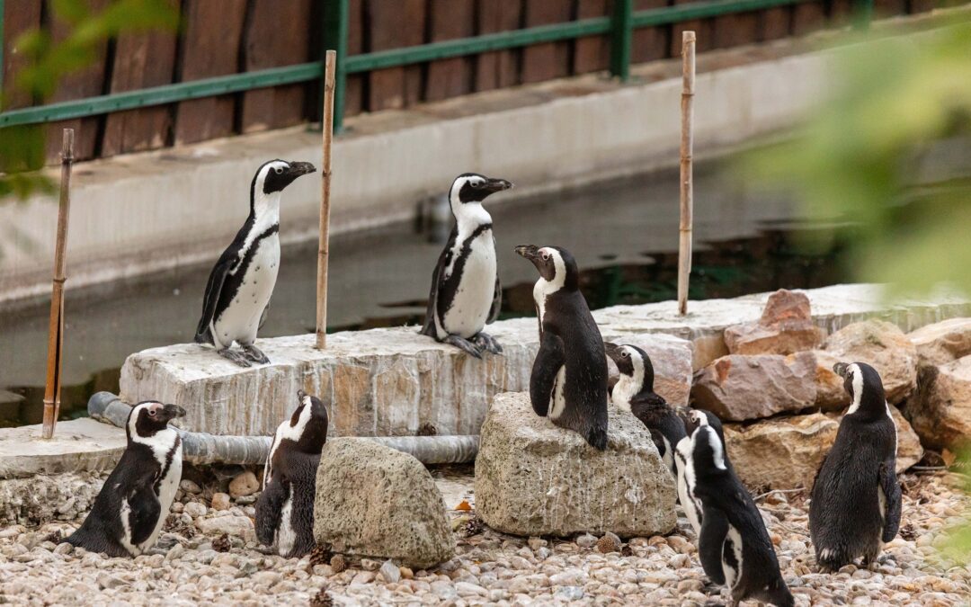 Night of Museums: Folk traditions, bonfires and a fire-pulling ceremony await visitors at the Debrecen Zoo 