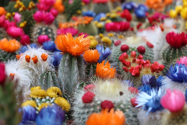 Cactus Fair and Botanica Cup 