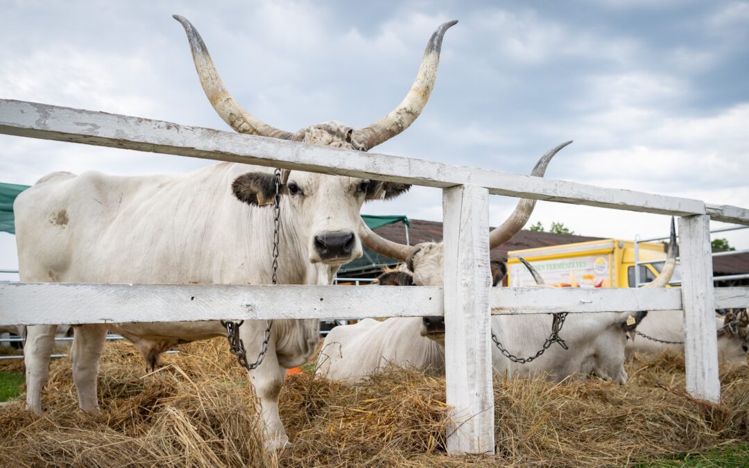 Photo exhibition “Wonderful Hungary” in Debrecen