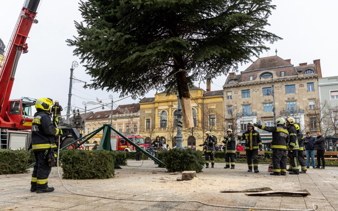 The Christmas tree of Debrecen arrived on the main square