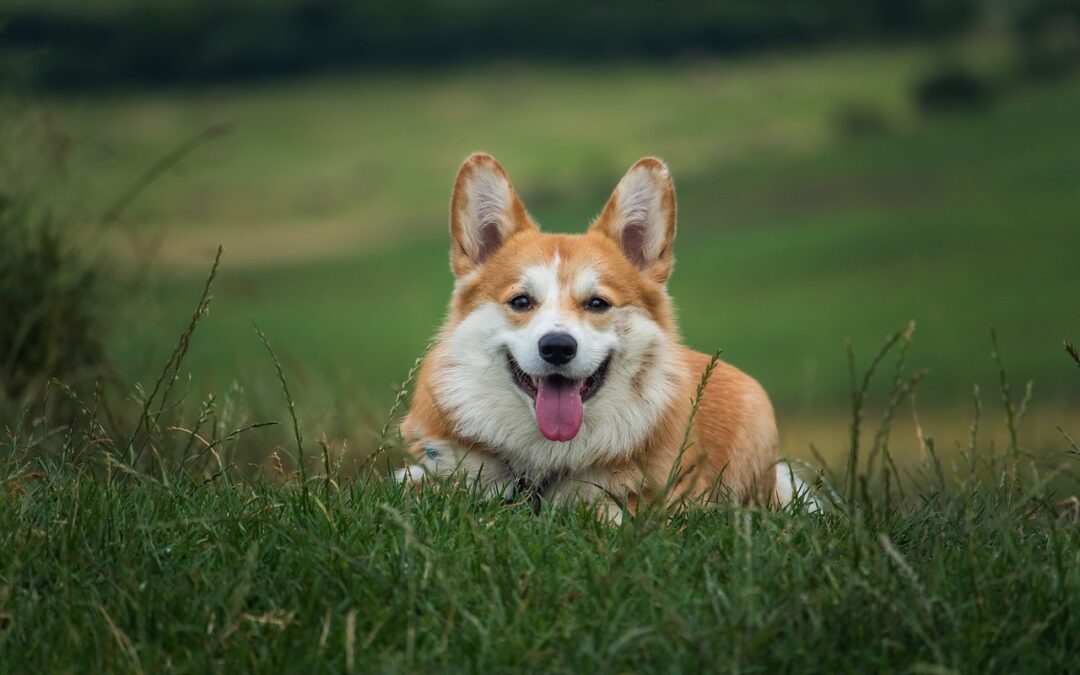 There will be a charity pet photo shoot again this year