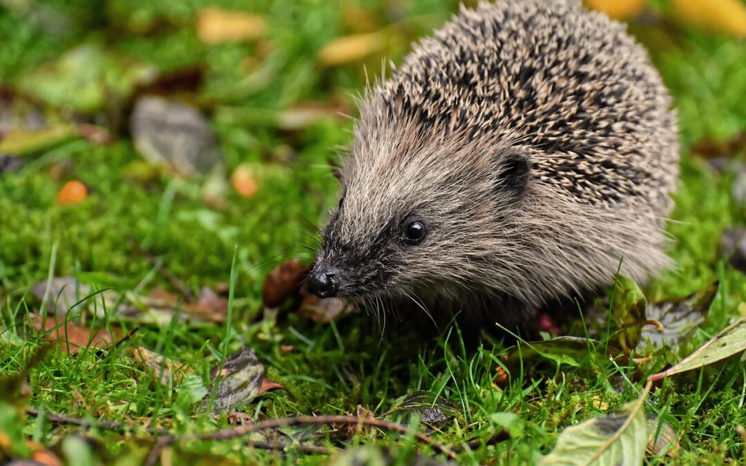 The environmental protection program in Debrecen also pays special attention to hedgehogs