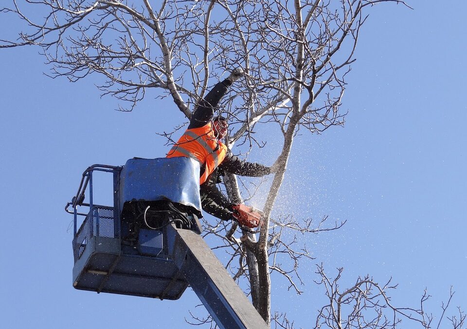 Removal of Fallen, Accident-Prone Trees