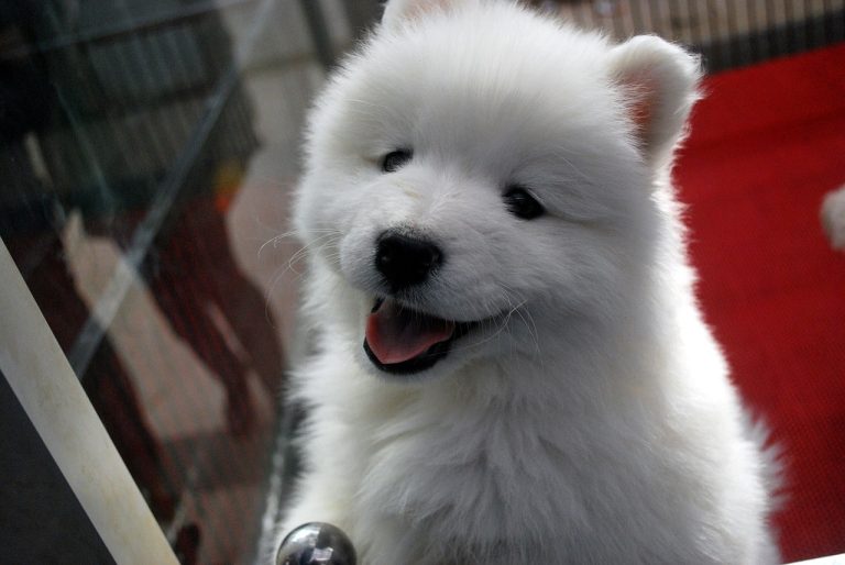 puppy 17473 1280 768x514
