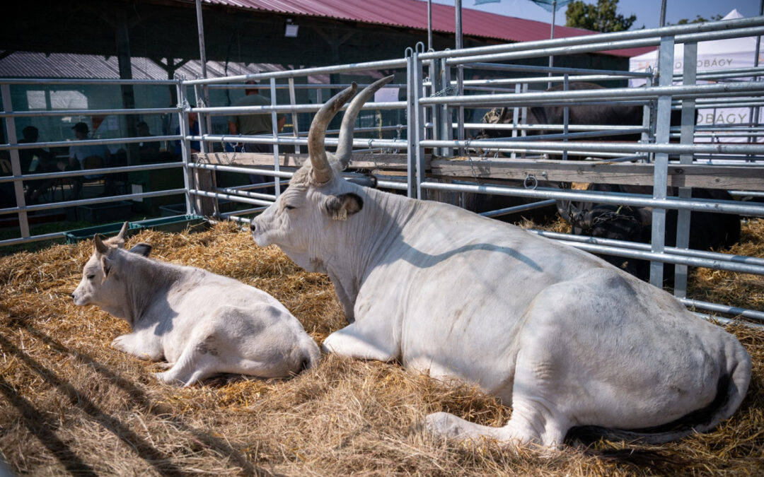 Knowledge transfer is the key idea of this year’s Farmer Expo in Debrecen