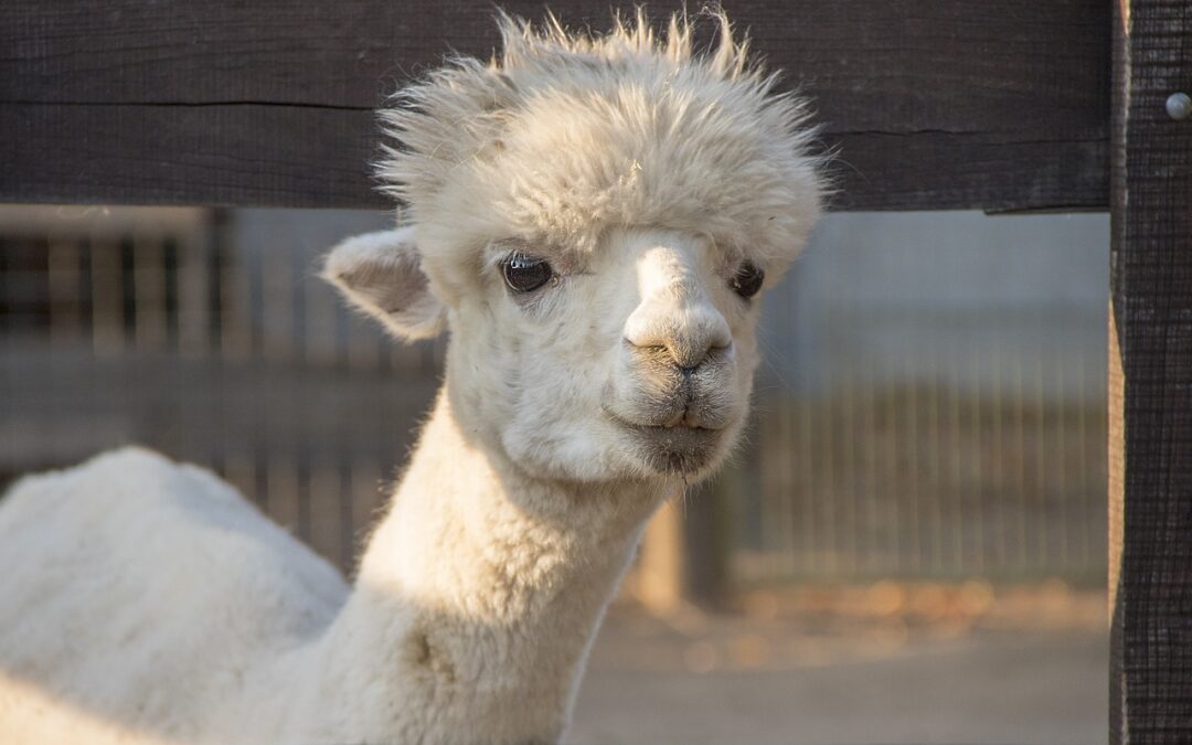 A colourful  llama foal is the first newborn of autumn at the Debrecen Zoo