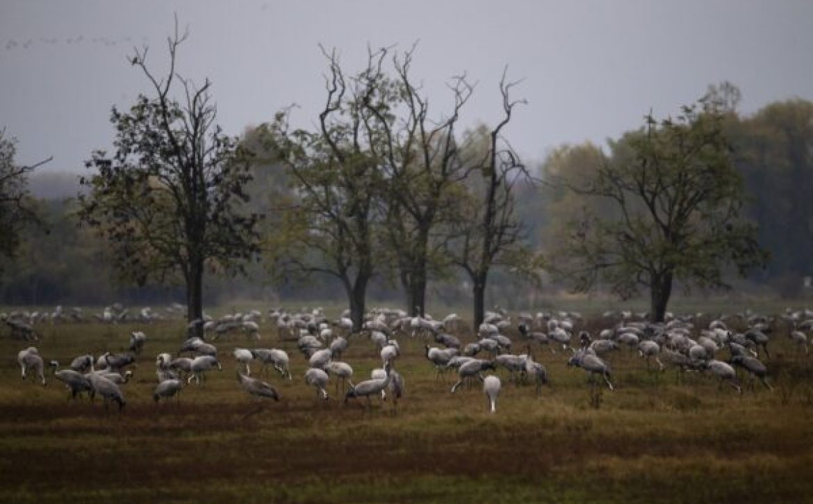 Cranes of the Hortobágy can be observed at night_Debrecen_Hugary