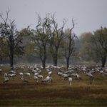 Cranes of the Hortobágy can be observed at night
