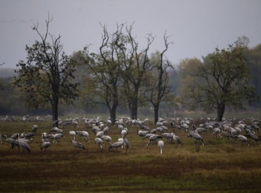 Cranes of the Hortobágy can be observed at night_Debrecen_Hugary