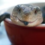 Never before seen species arrived from France to the Debrecen Zoo