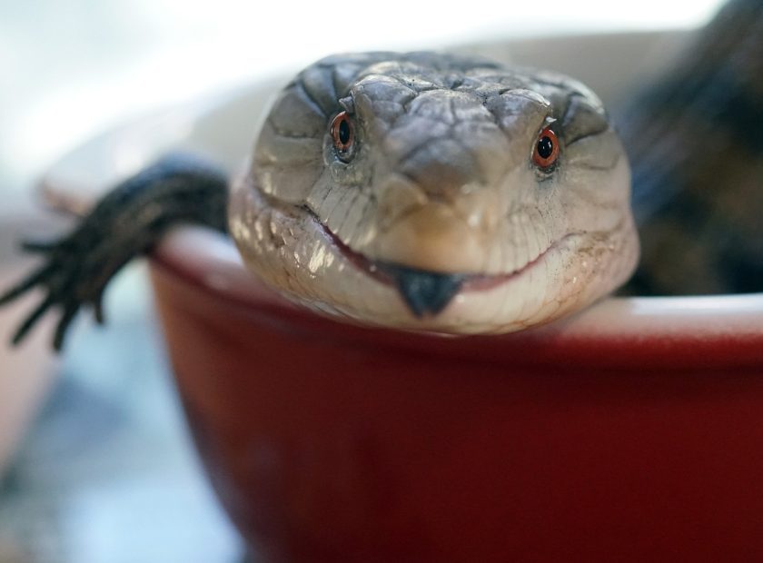 Never before seen species arrived from France to the Debrecen Zoo_Debrecen_Hungary