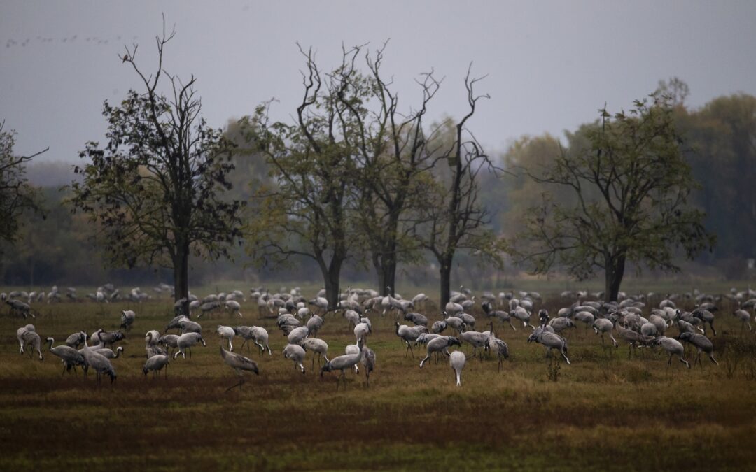 Cranes of the Hortobágy can be observed at night