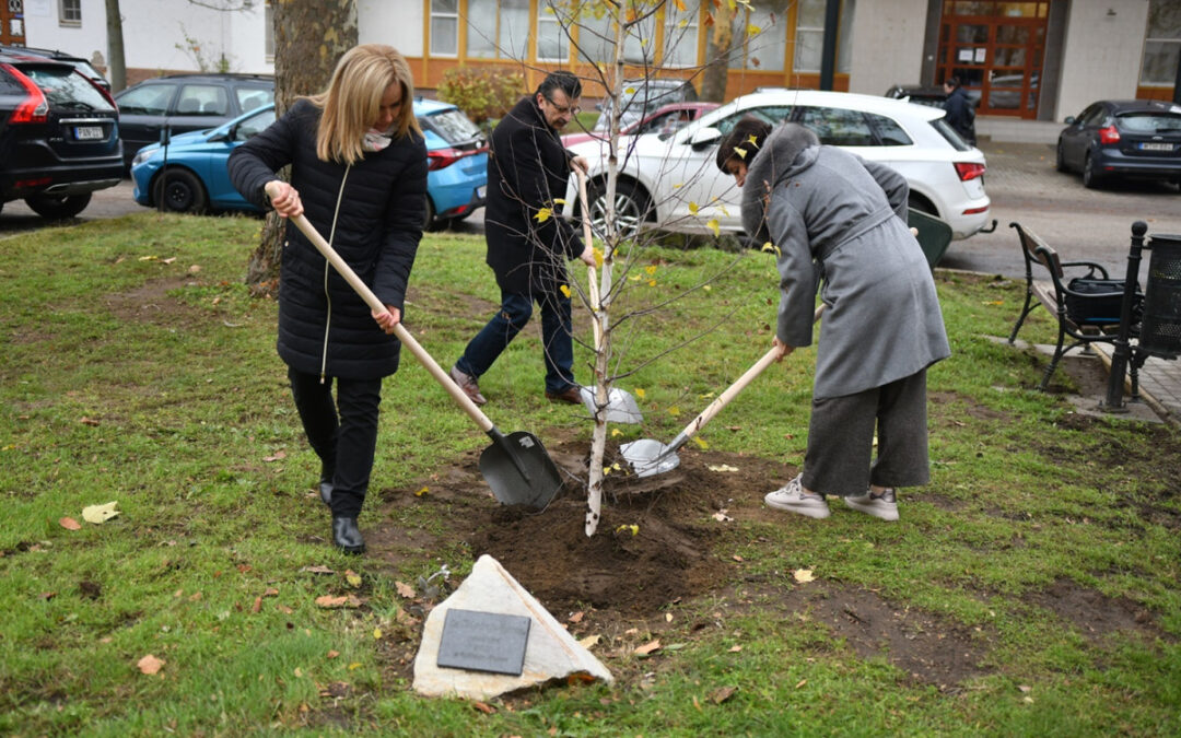 Birch tree planted in memory of Dr. Ágnes Jókayné Dr. Bégány