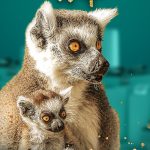 Fundraising at the Zoo will take place again at the end of November