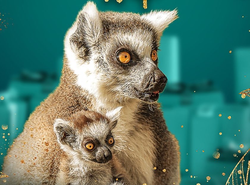 Fundraising at the Zoo will take place again at the end of November_Debrecen_Hungary