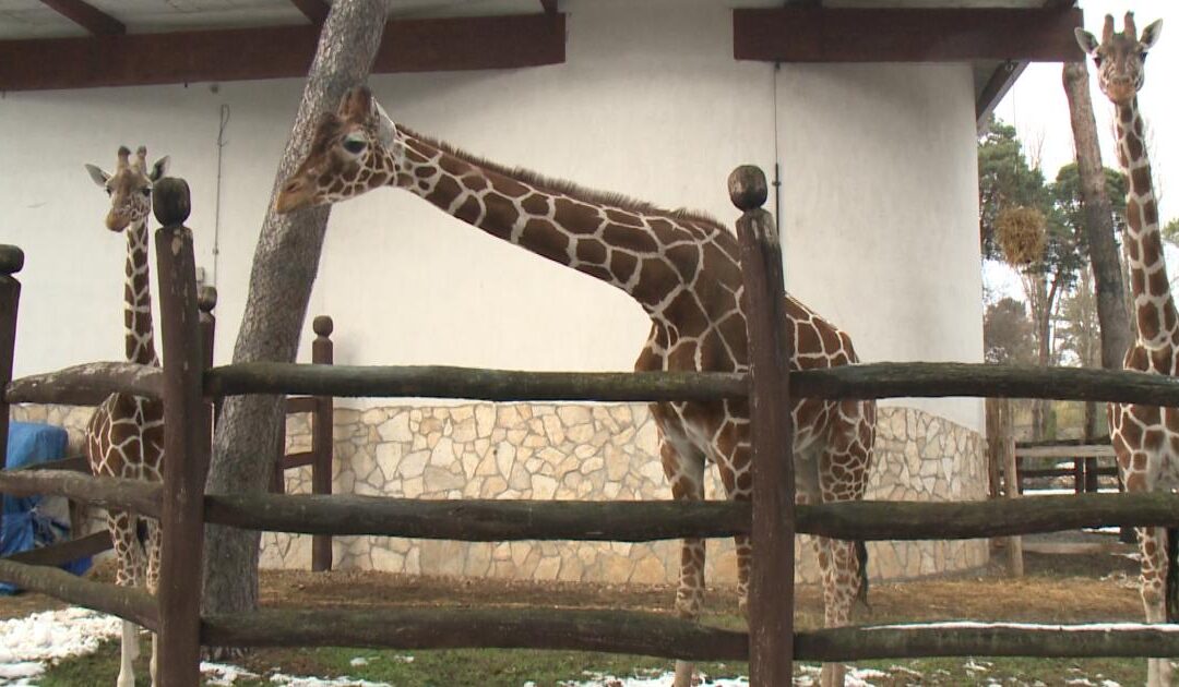 Heating is not enough, animals need to be kept busy too in winter at Debrecen Zoo