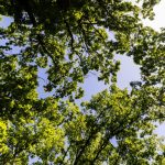 Local and international companies are keen to join the effort to make the city greener