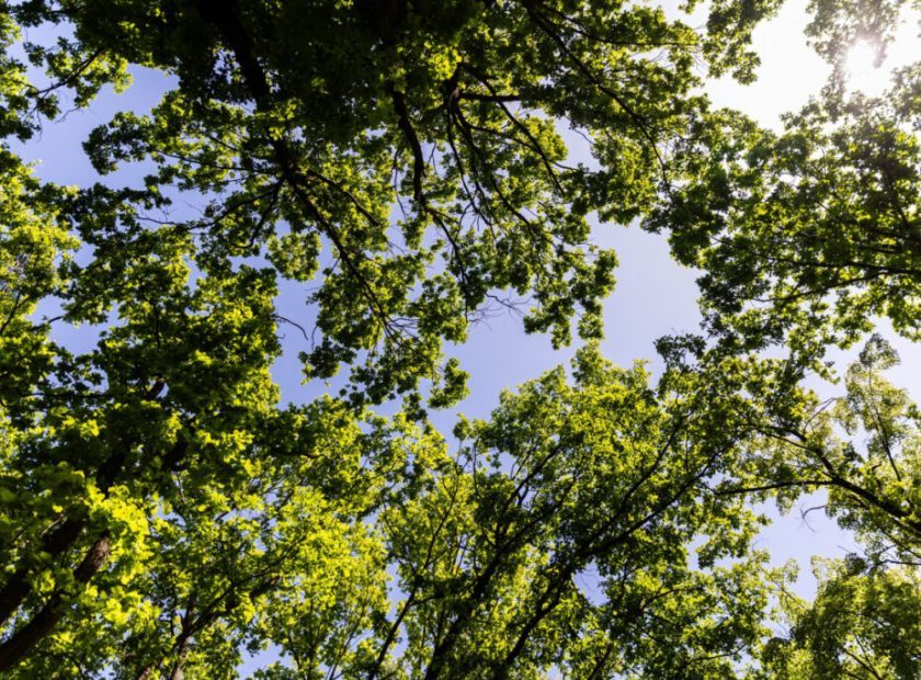 Local and international companies are keen to join the effort to make the city greener_Debreen_Hungary