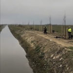 The large-scale afforestation program along the Tócó stream continues