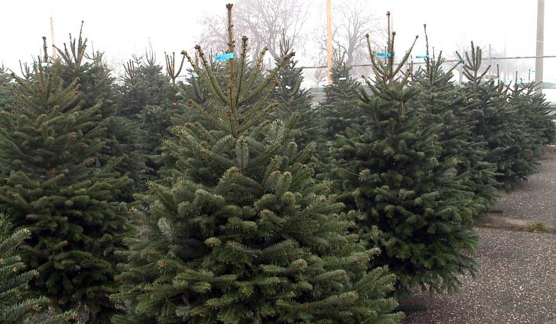 Christmas trees are now available in Debrecen