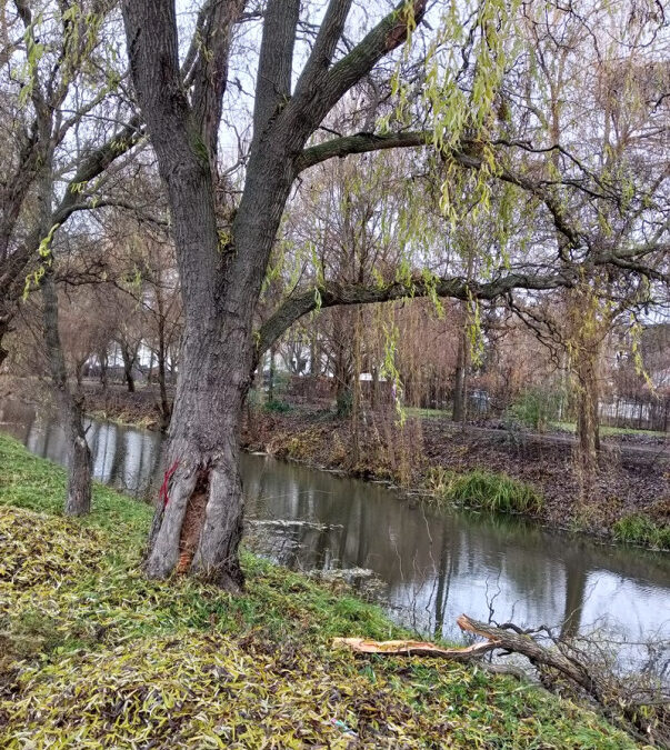 Green Infrastructure Improvements along the Civaqua Programme – I. Phase of the Reconstruction of the Lines of Trees on Károli Gáspár Street