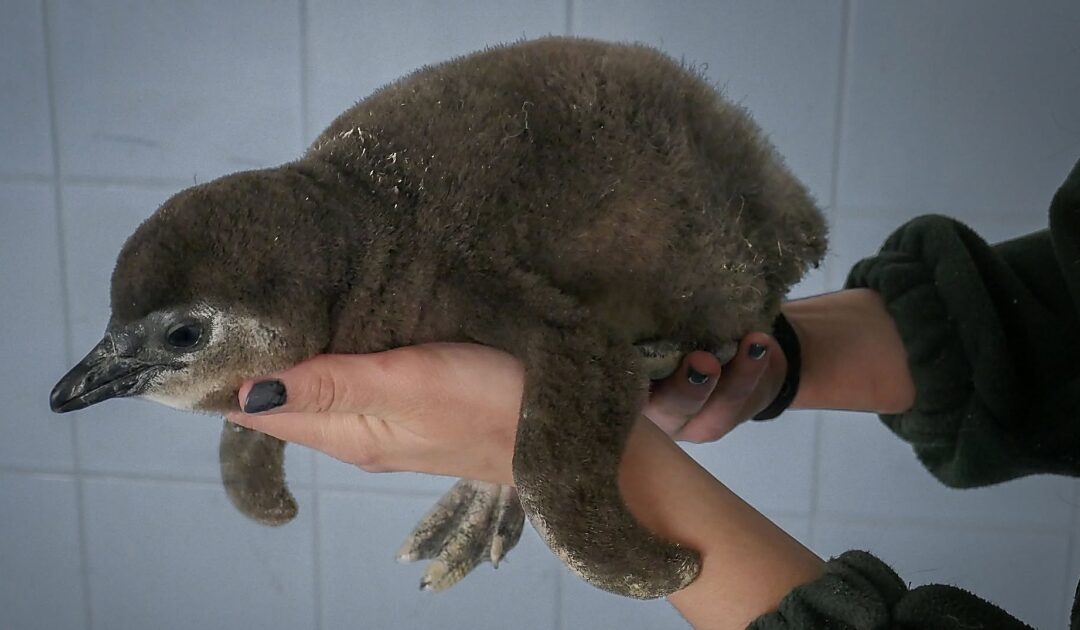 African penguin hatched in Debrecen