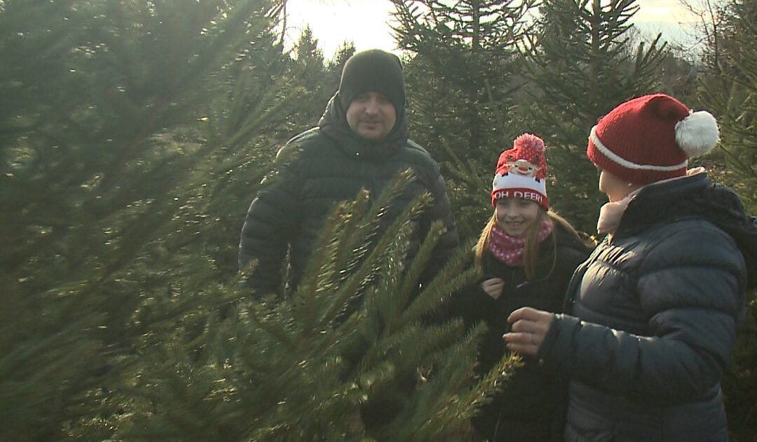 Sustainable ways to buy Christmas trees in Debrecen