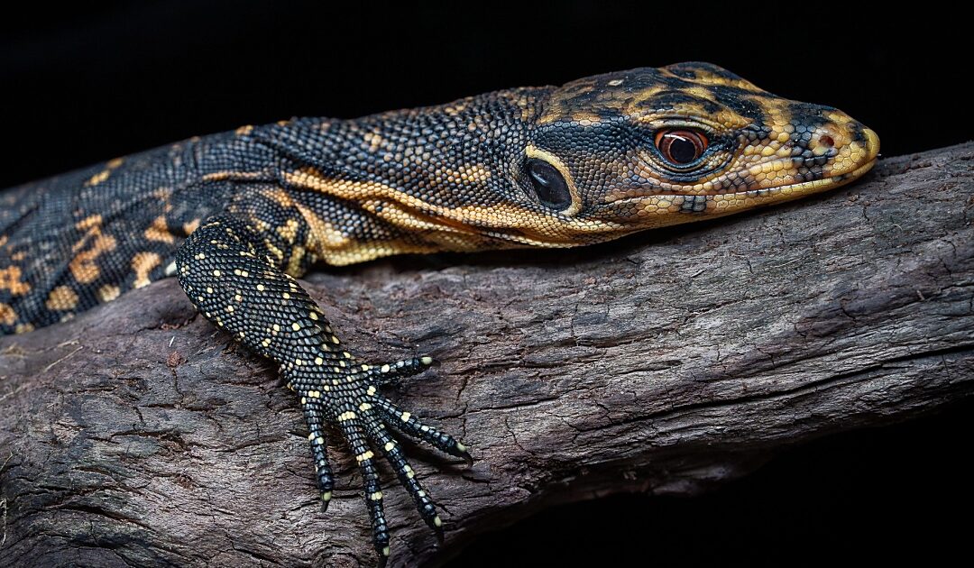 Endangered species hatched at Debrecen Zoo