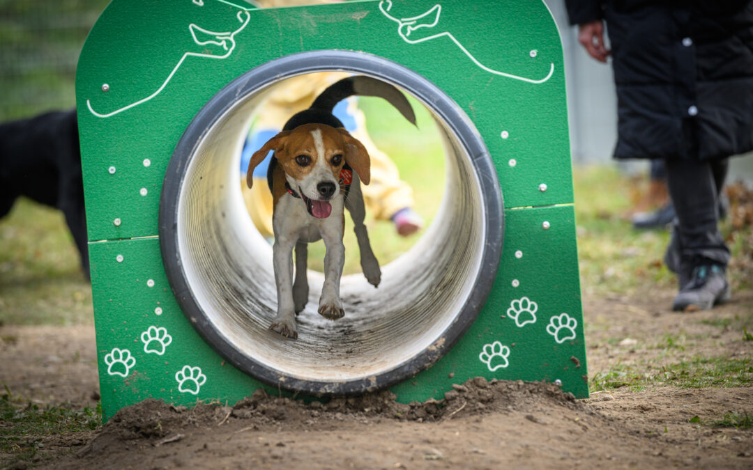 New dog run is available for dogs in Debrecen