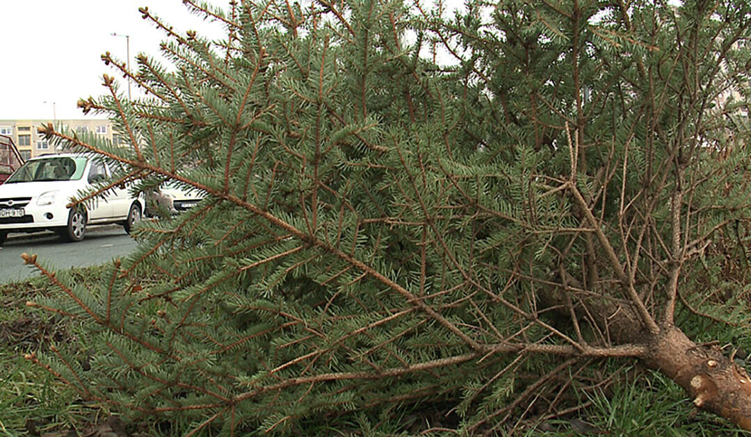 Street collection of Christmas trees starts today in Debrecen