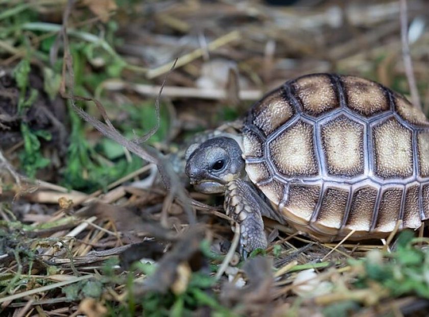 Tortoise babies hatched in Debrecen Zoo_Debrecen_Hungary