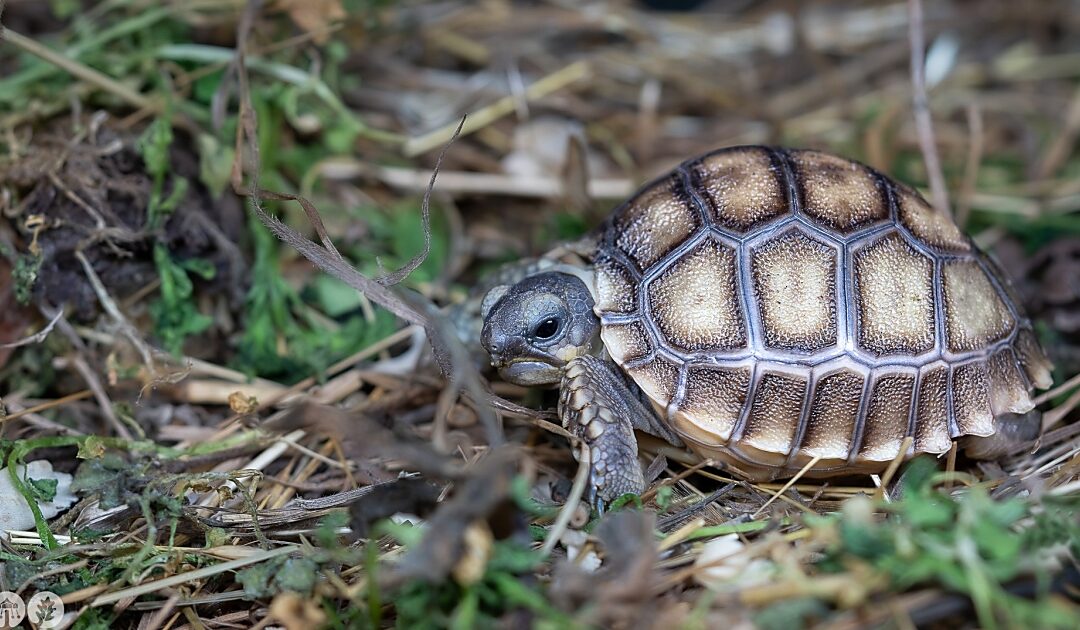 Tortoise babies hatched in Debrecen Zoo