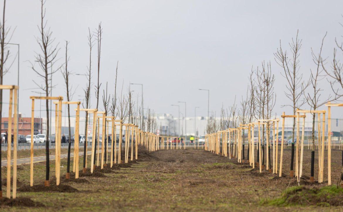 Community tree planting – We are together Debrecen! _Debrecen_Hungary