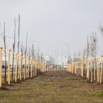 Hungary's largest urban tree planting programme continues