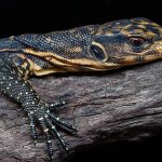 Endangered species hatched at Debrecen Zoo