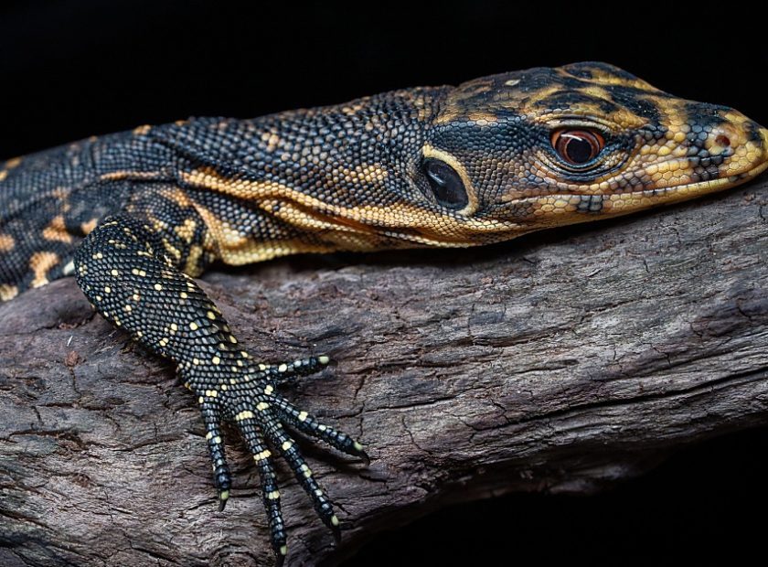 Endangered species hatched at Debrecen Zoo_Debrecen_Hungary