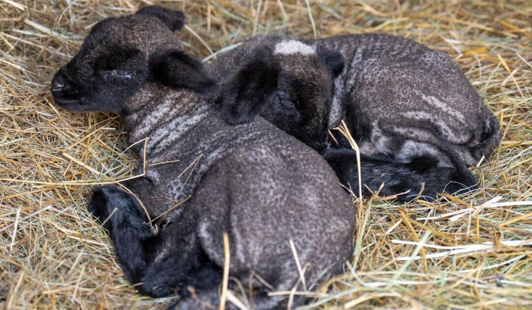 Native lambs were born at Debrecen Zoo