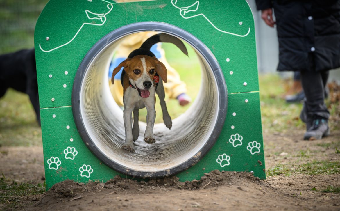 New dog run is available for dogs in Debrecen_Debrecen-Hungary
