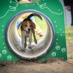 New dog run is available for dogs in Debrecen