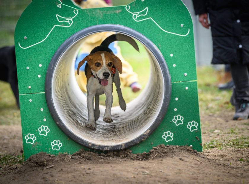 New dog run is available for dogs in Debrecen_Debrecen-Hungary