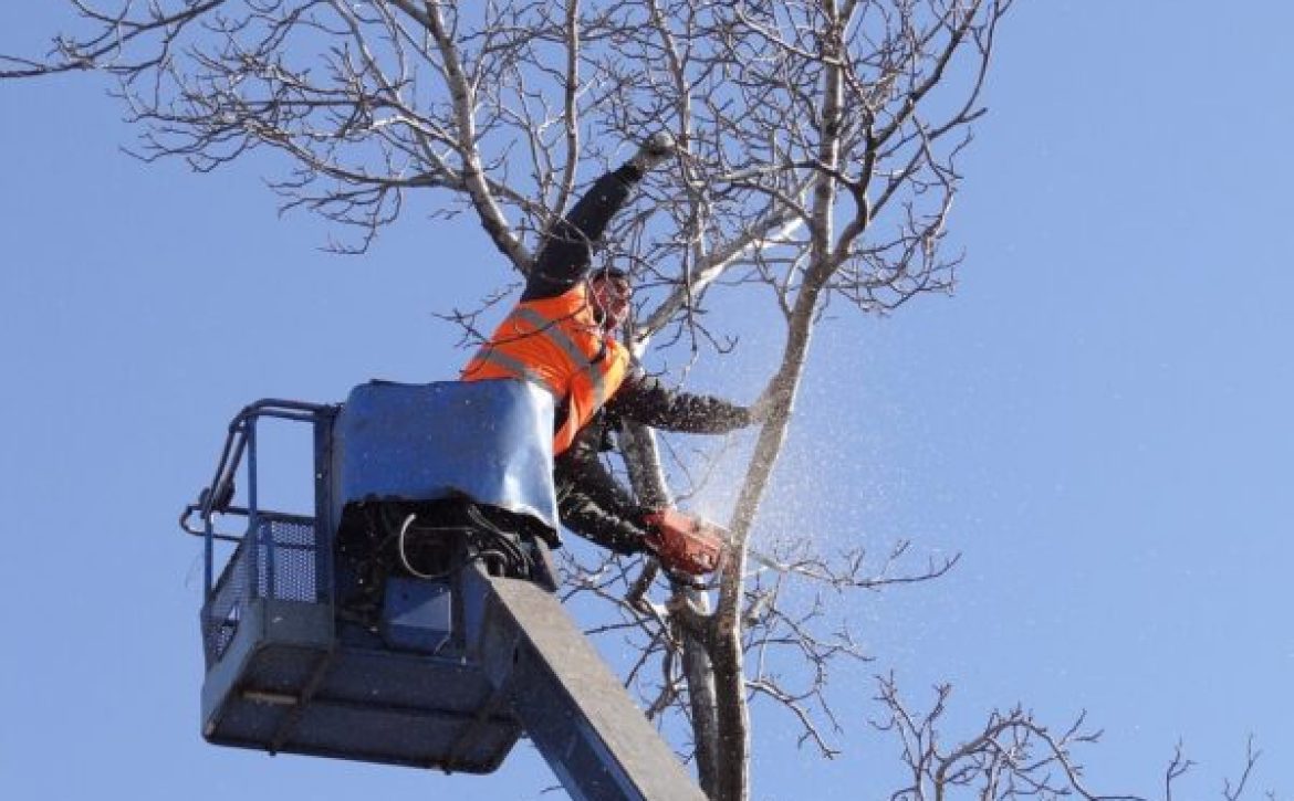 Tree maintenance is scheduled according to the Green Codex_Debrecen_Hungary