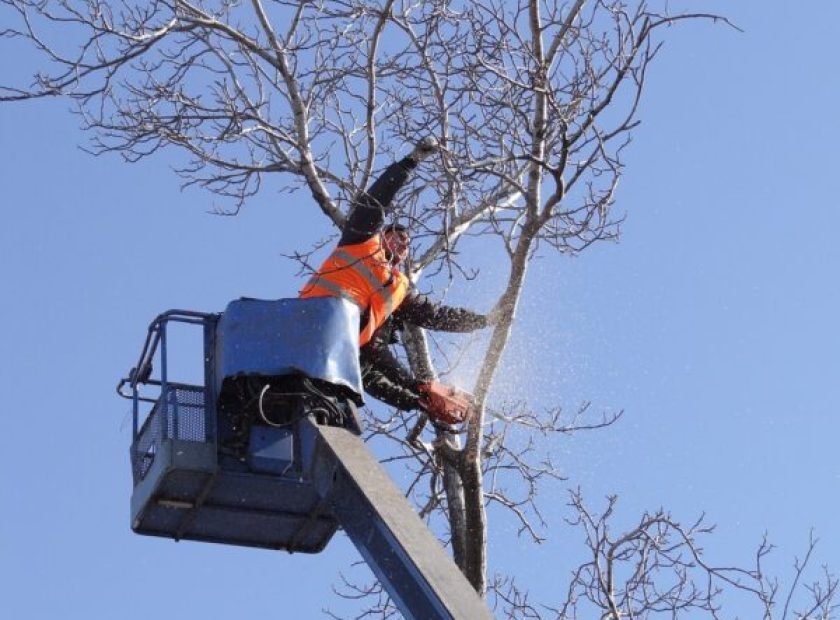 Tree maintenance is scheduled according to the Green Codex_Debrecen_Hungary