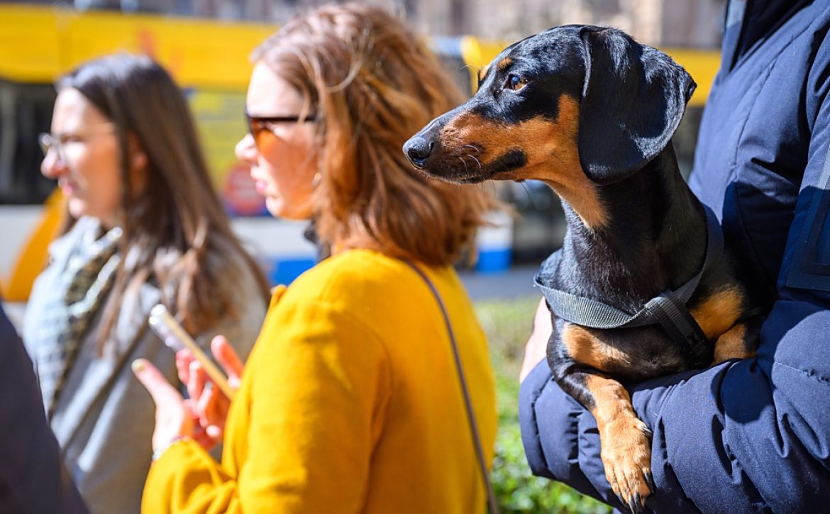 From April, dogs can travel for free with DKV