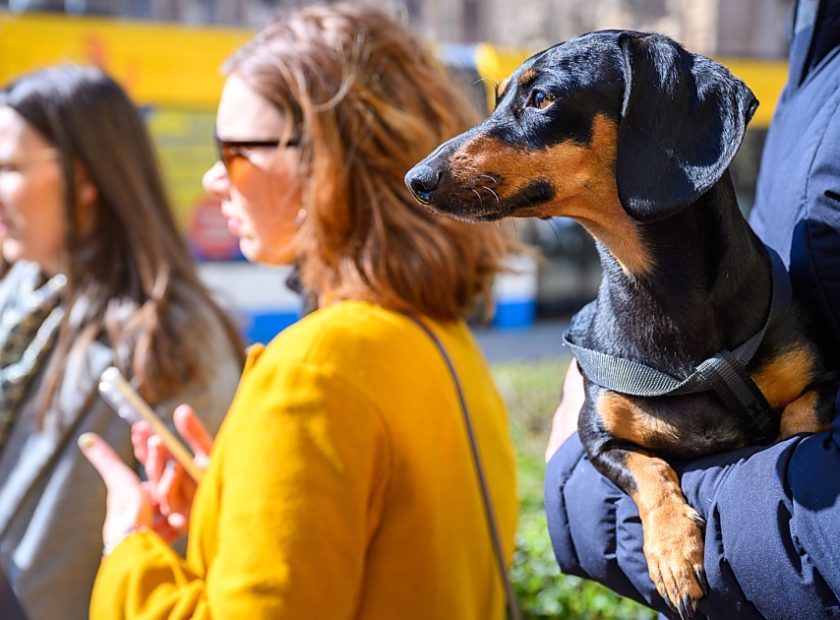 From April, dogs can travel for free with DKV