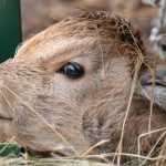Grey cattle calves were born at Debrecen Zoo