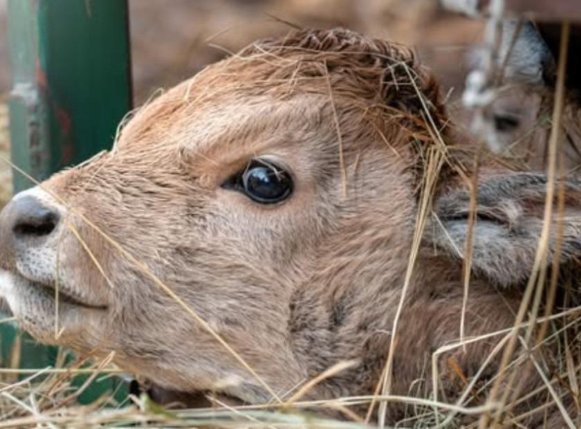 Grey cattle calves were born at Debrecen Zoo