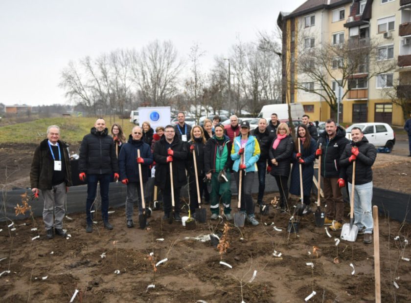 Small forest to be created from saplings and shrubs planted in Tócóvölgy