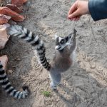 Evening Walks at the Zoo Debrecen