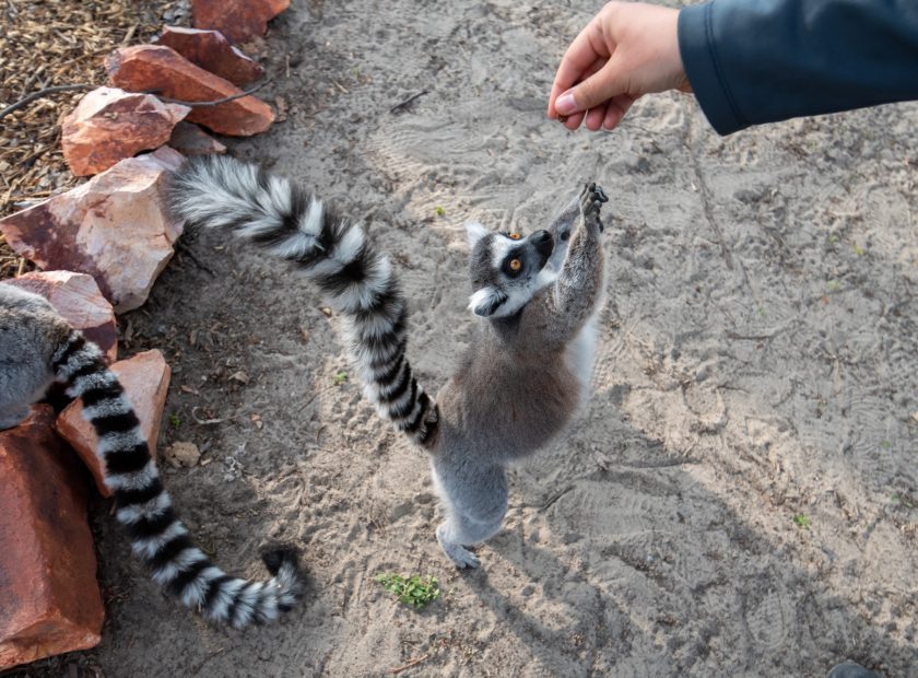 Easter at Debrecen Zoo