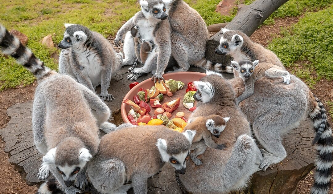 Taking photos with ring-tailed lemurs at Debrecen Zoo